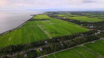 Aerial view green lush paddy video