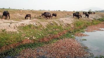 toma aérea de búfalos en la orilla del río llena de basura. video