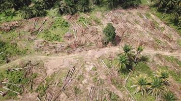 vista aerea piantagione di palma da olio dopo essere stata sgomberata in malesia, sud-est asiatico.