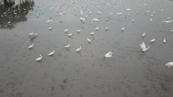 Flock of egret birds flying. video