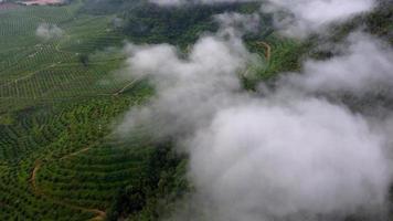 Flygfoto snabbt rörliga låga moln på plantage video