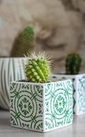 Small cacti in white clay pots of cubic shape with a beautiful ornament. Home interior. Vertical photo