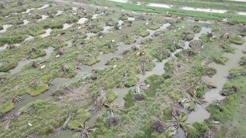 Cows run in the plantation at Nibong Tebal, Penang, Malaysia.. video