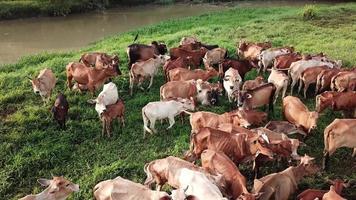 kühe bleiben zusammen in malaysia, südostasien. video