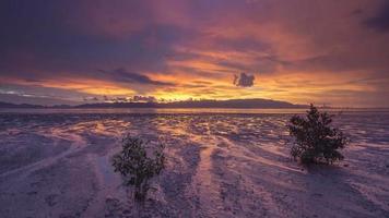mangroves au coucher du soleil. video