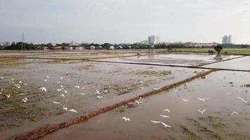 Aerial crane birds fly over the paddy field at Bukit Mertajam, Penang. video