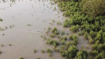 mangrovemoeras bij eb in de buurt van kuala sungai muda, kedah. video