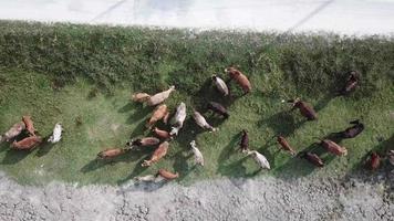 Top view of cows grazing grass in field. video