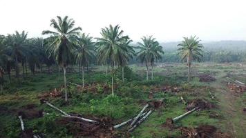 Aerial view of oil palm plantation to be cleared. video