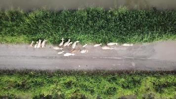 vue aérienne troupeau de chèvres broutant de l'herbe près du champ en malaisie. video