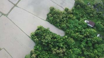 flygfåglar flyger över den gröna busken i penang, malaysia. video