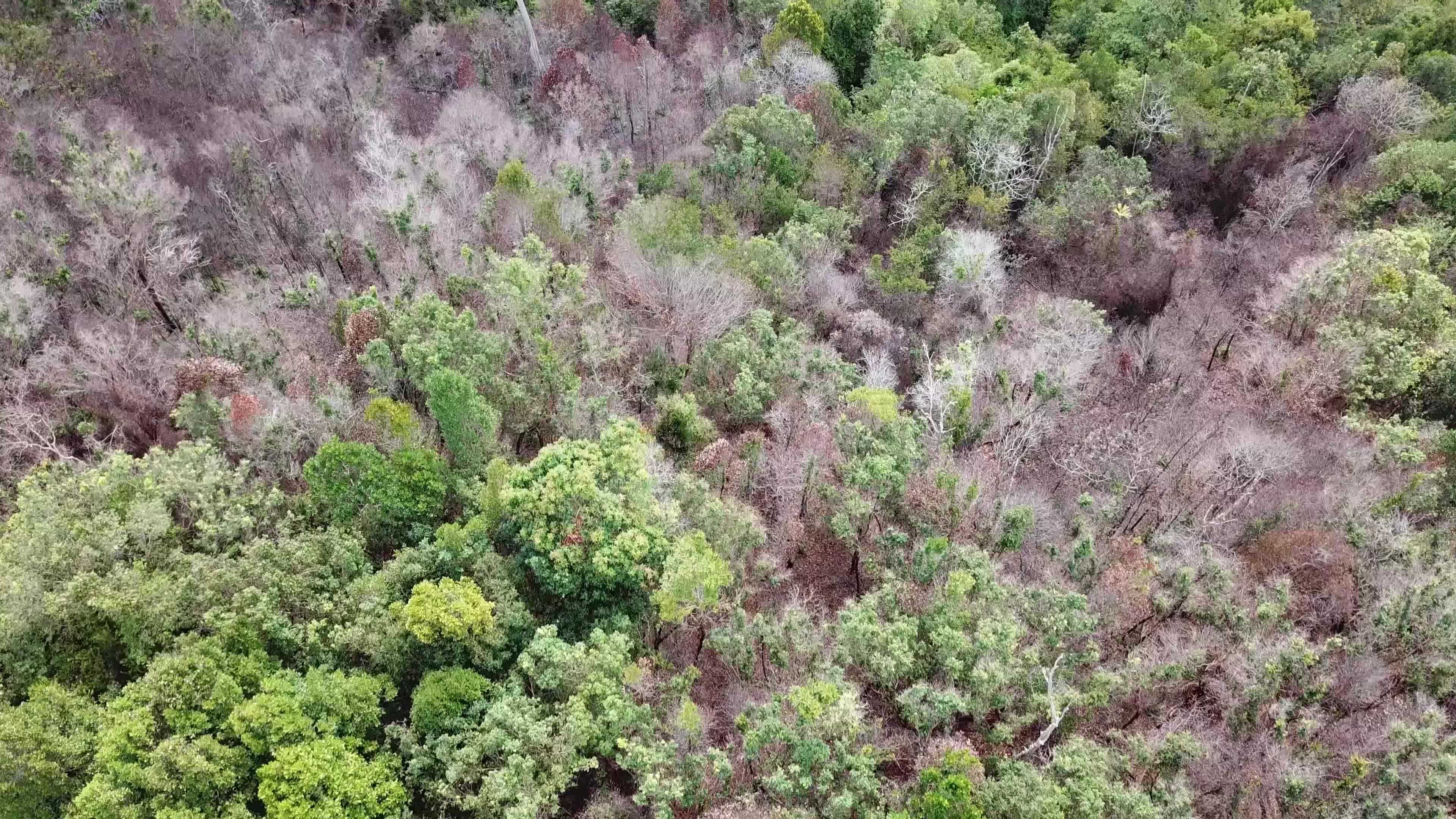 Aerial looking dry dead bare trees. 8977669 Stock Video at Vecteezy