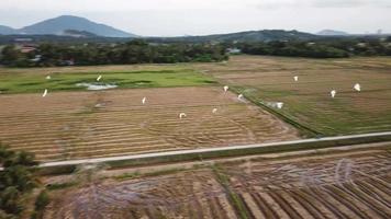 grupo de pájaros garcetas vuelan en el campo de arroz en malasia. video