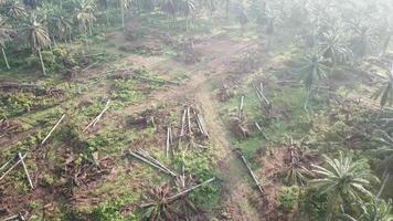 plantación muerta de palma aceitera despejada para otros fines en malasia, sudeste de asia. video