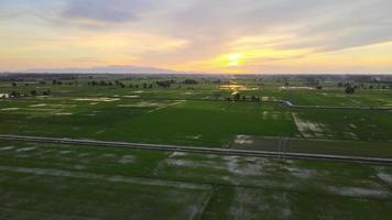 HDR aerial view green paddy field video