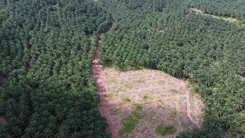 Aerial look down land clearing of oil palm video