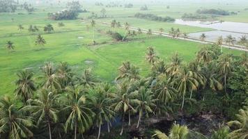 luchtfoto prachtig landelijk landschap omgeven door rijstveld. video