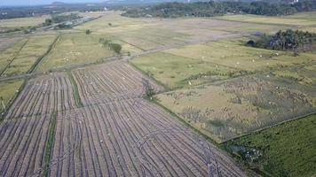 vanuit de lucht naar beneden kijken zilverreigers vogelvlieg in het rijstveld bij kubang semang, penang. video