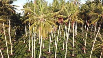 vista aerea piantagione di cocco in serata con ombre sul terreno. video