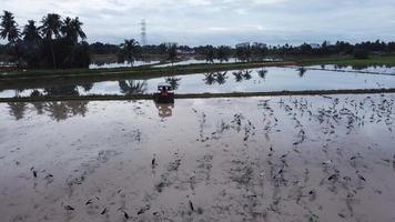 hábitat asiático openbill en campo de arroz. un tractor está aparcado al lado. video