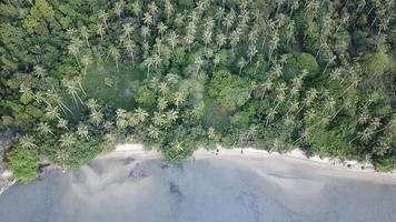 Reveal shot coconut and forest at Batu Kawan, Penang, Malaysia. video