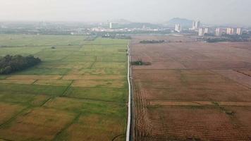 luchtfoto van rijstveld boerderij in permatang pauh, penang, maleisië. video