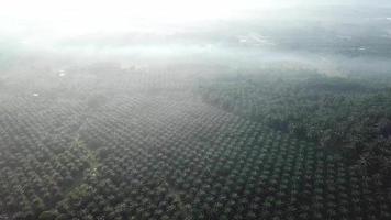 hermosa niebla en la plantación de palma aceitera en malasia, sudeste de asia. video