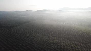 Aerial view oil palm plantation in foggy morning at Malaysia, Southeast Asia. video