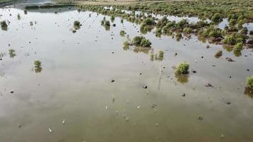 zilverreigers vogel rust op wetland in batu kawan, penang, maleisië. video