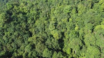 Aerial fly over Malaysia green forest video