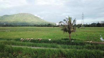 deslizándose sobre el campo de arroz cabras pastando hierba en bukit mertajam, penang. video