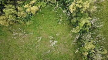 scendendo dagli alberi secchi al campo video