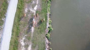 Ansicht von oben nach unten Hauskuh geht zurück nach Hause in die ländliche Gegend Südostasiens. video