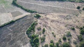 Aerial drone view peatland plantation