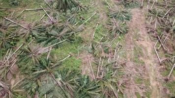 markröjning av oljepalmplantage i Malaysia, Sydostasien. video