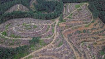 terra di palma da olio sgomberata dall'agricoltore per il reimpianto in malesia. video