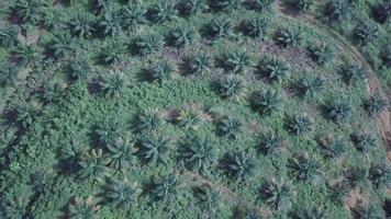 Aerial view young oil palm trees. video