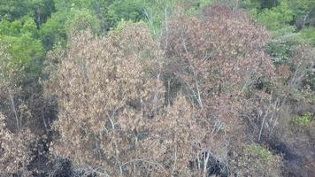 torra löv på träd på grund av öppen eld vid grön buske i byn i Sydostasien. video