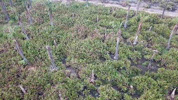 Dead palm trees in the farm at Penang, Malaysia. video