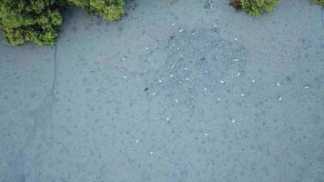 bovenaanzicht zilverreigers die voedsel zoeken in het mangrovemoeras in penang, maleisië. video