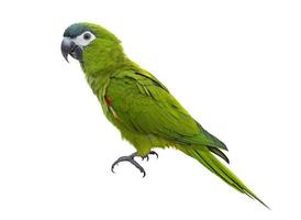 Hahn's macaw or red shouldered green parrot isolated on white background native to South America and Brazil for graphic design usage photo