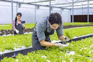 agricultores locales asiáticos que cultivan su propia ensalada de lechuga de roble verde en el invernadero utilizando un enfoque orgánico del sistema de agua hidropónico para empresas familiares