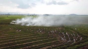sobrevoe o campo de arroz em chamas abertas na vila dos malaios, sudeste da ásia. video