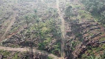 vista aérea actividad de limpieza de tierras de palma aceitera en malasia, sudeste de asia. video