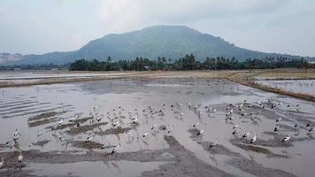 la cigüeña asiática vive en áreas agrícolas como arrozales inundados. video