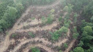 distruzione della foresta in Malesia. video