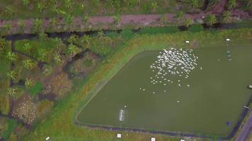 Aerial white egrets fly with beautiful formation near the fish farm video