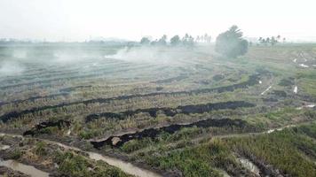 Scene of open fire at rice paddy field at Malaysia, Southeast Asia. video
