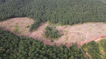 Aerial rotation land clearing activity at oil palm video