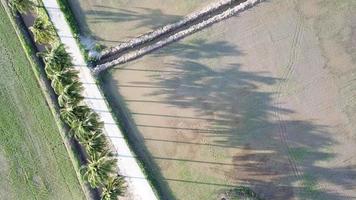 Top down view shadow row of coconut trees in the field at Penang, Malaysia.